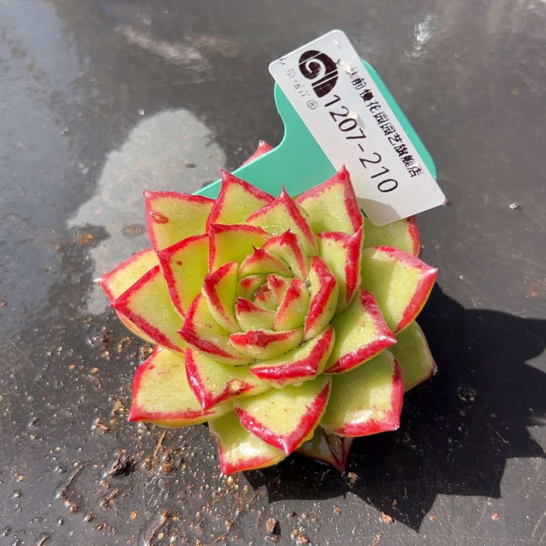 从前慢花园多肉编号1207-210