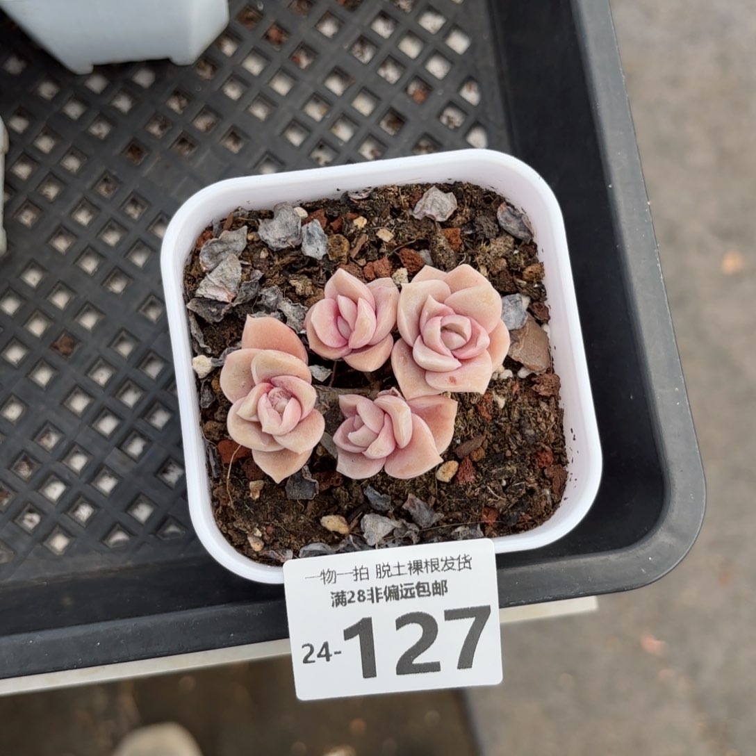 可爱玫瑰多肉多肉多肉