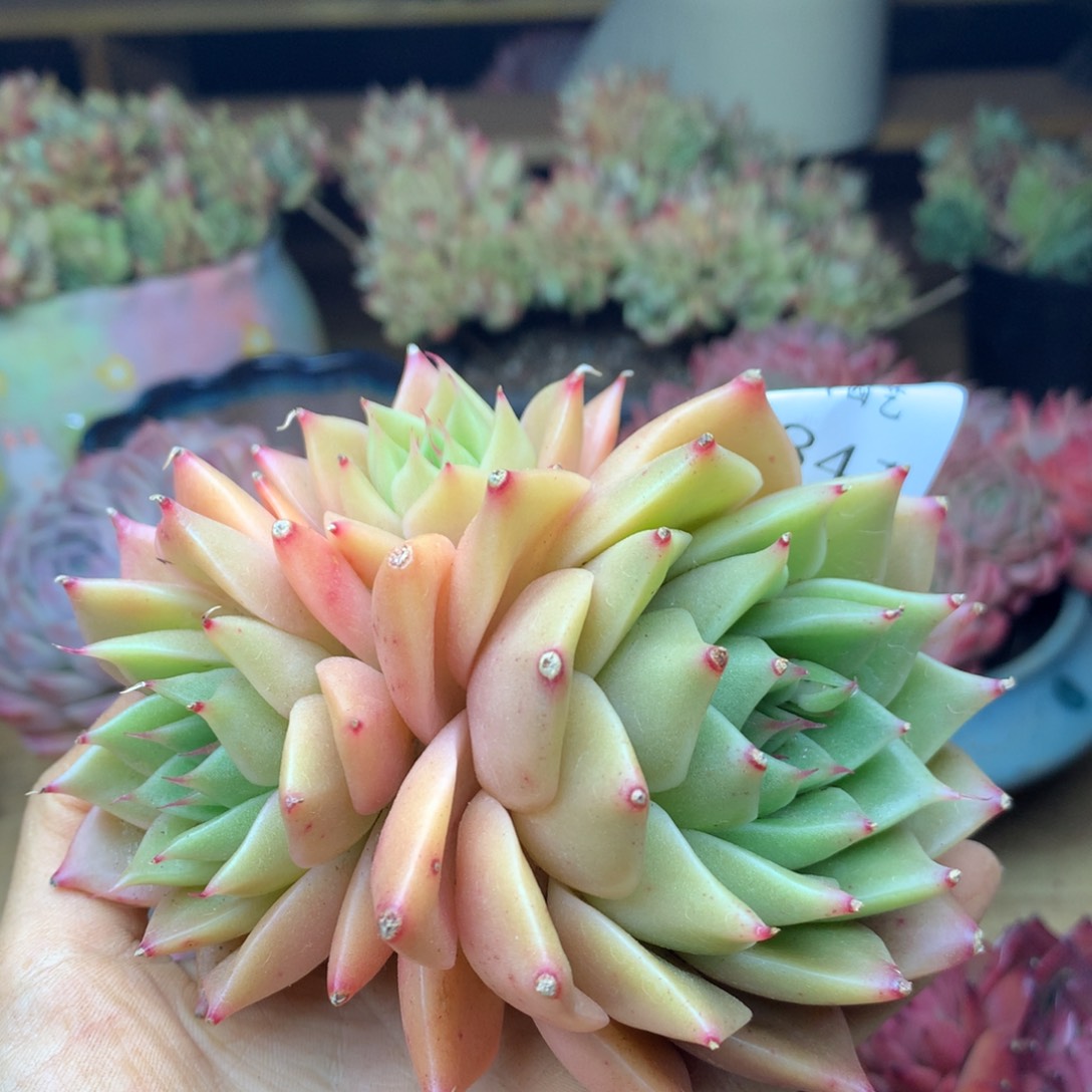 5841杂交精品基地10厘米