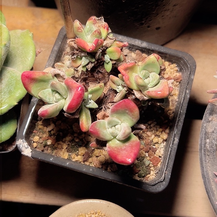 小鹿多肉一物一拍胖胖