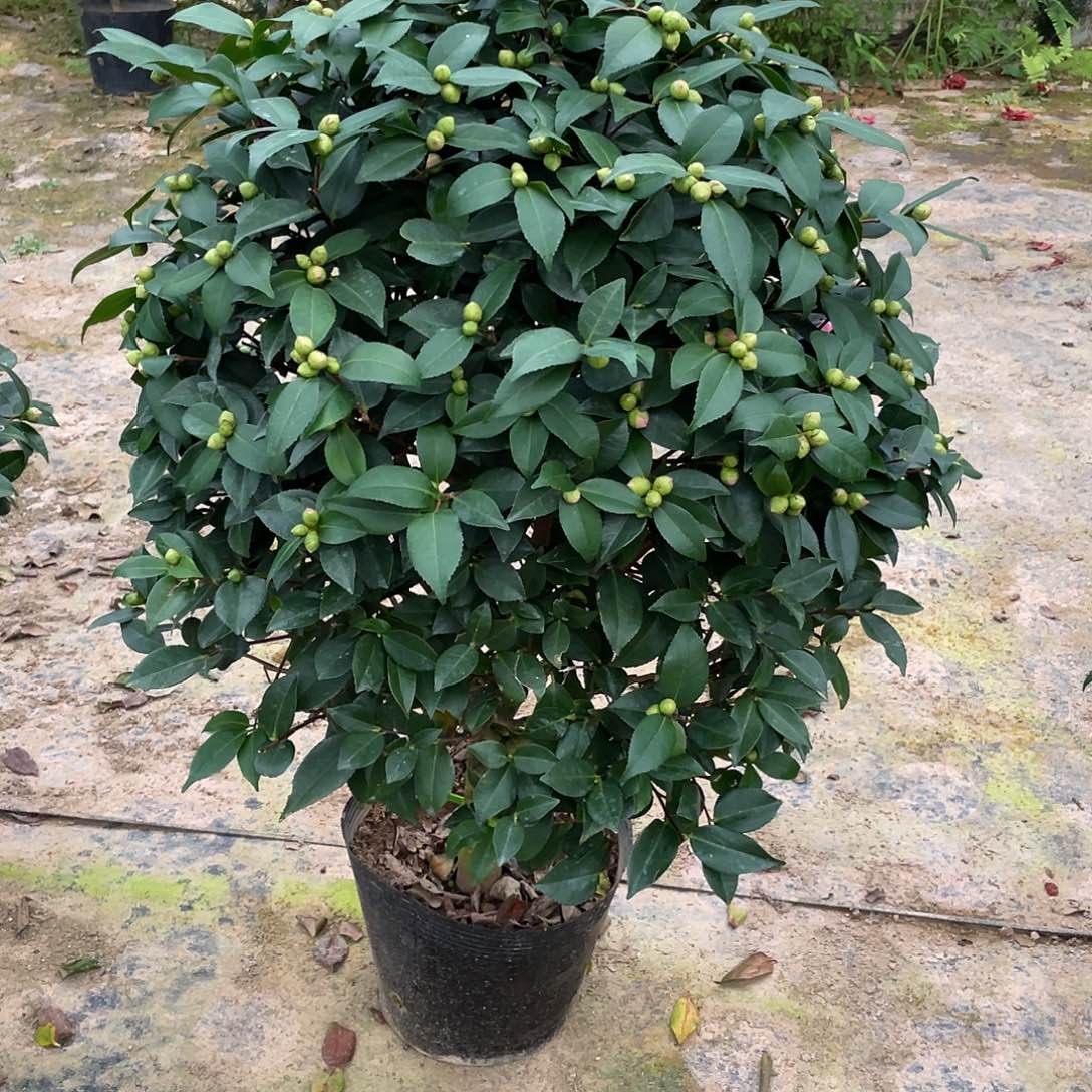 完全开放香妃茶花