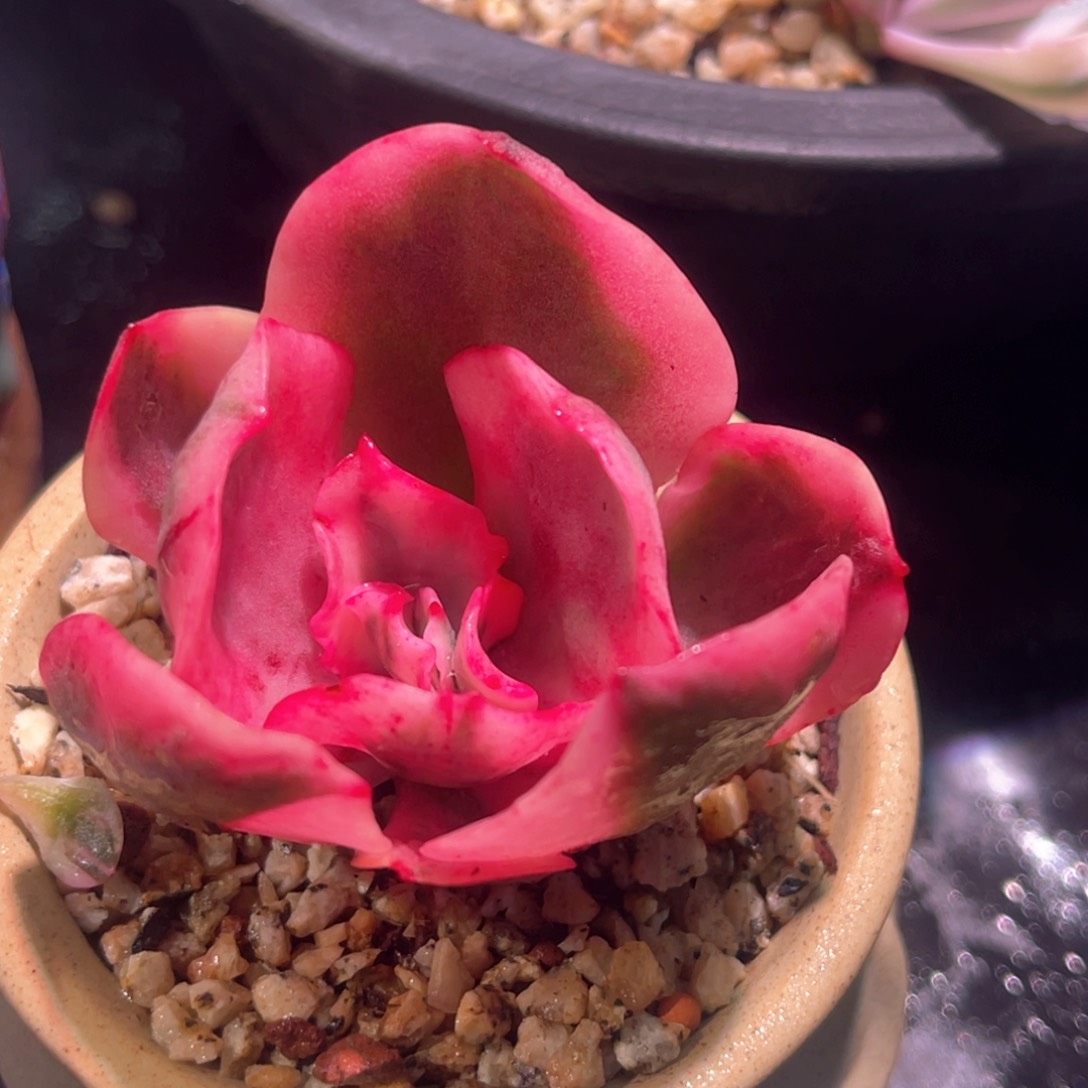 多肉特价不知名锦