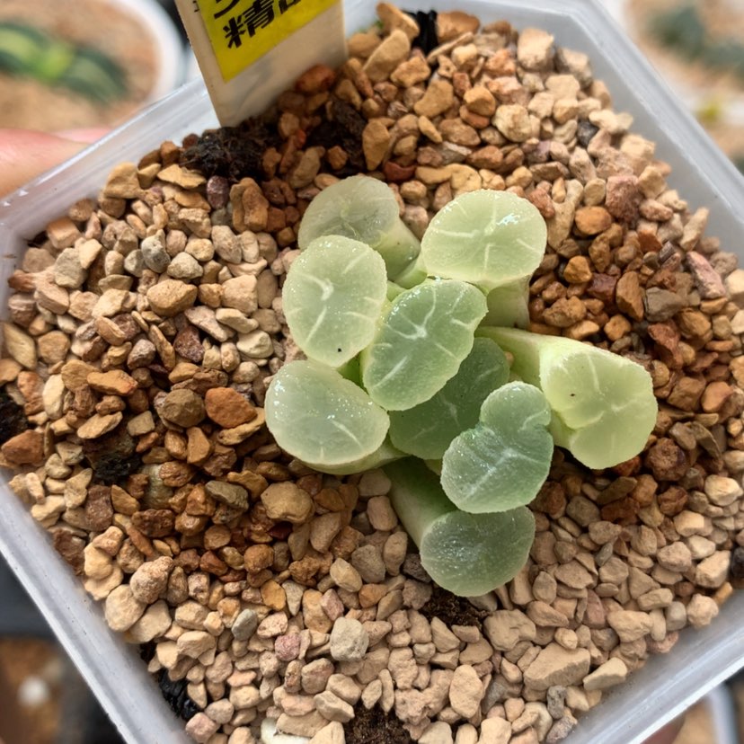 【闪购商品】344万象锦