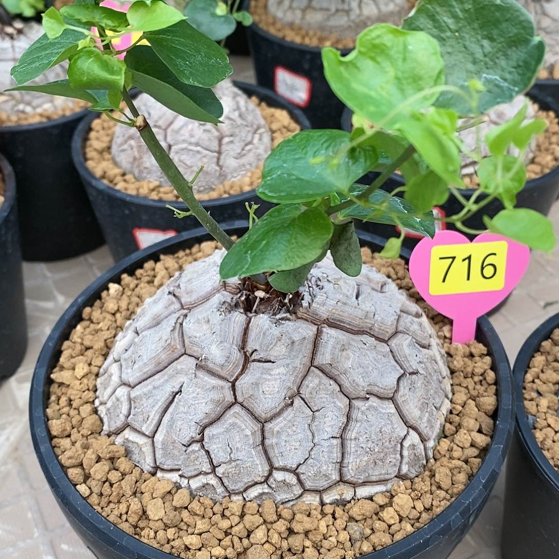 南非龟甲龙龟甲龙