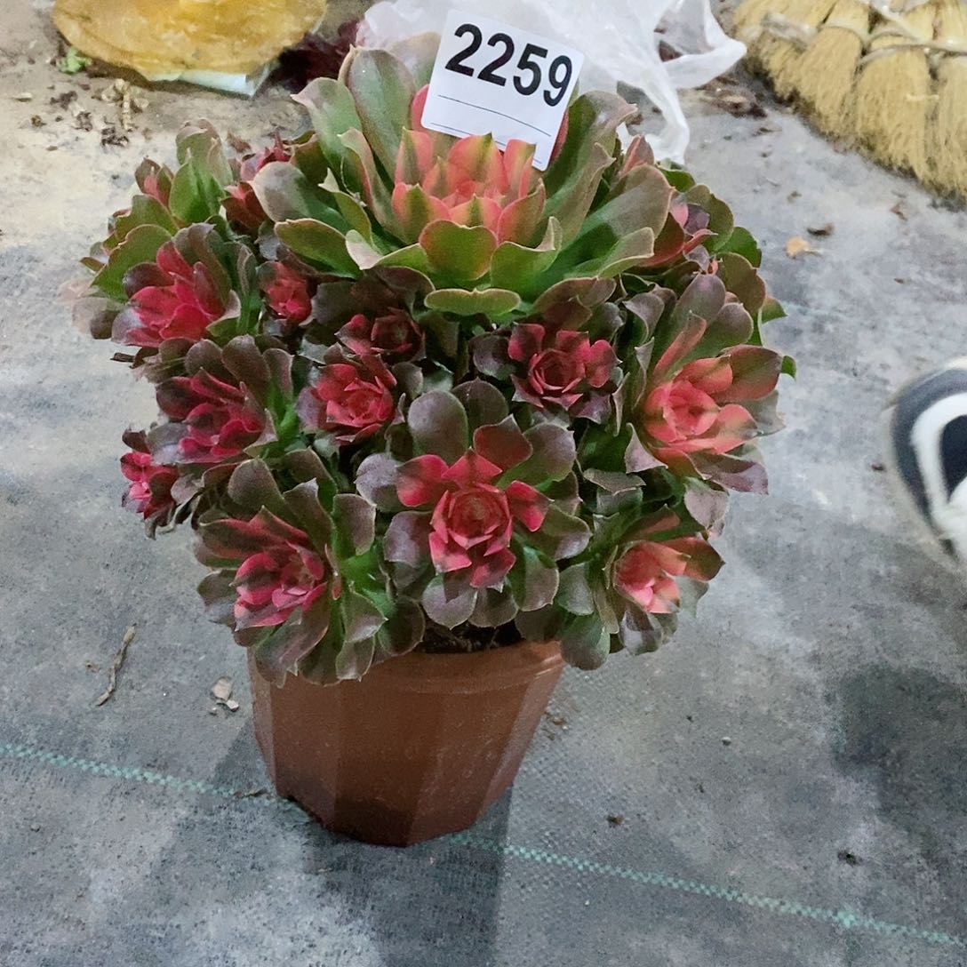 红陶平**淡2259香妃4多肉