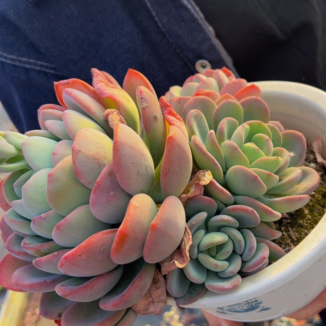 香橙多头大盆群多肉