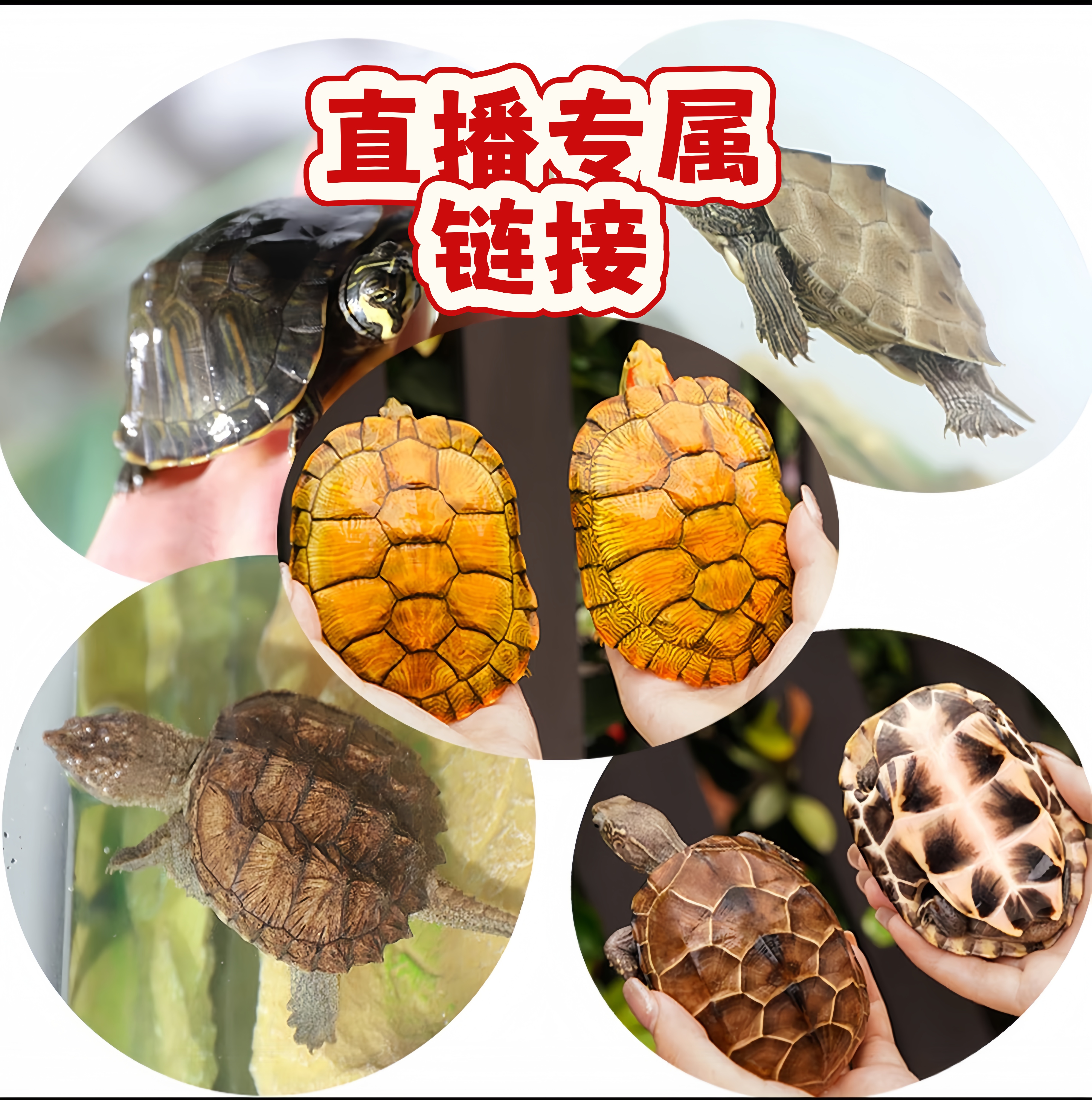 多种品种可选适合家养的观赏活体小乌龟直播间一物一拍