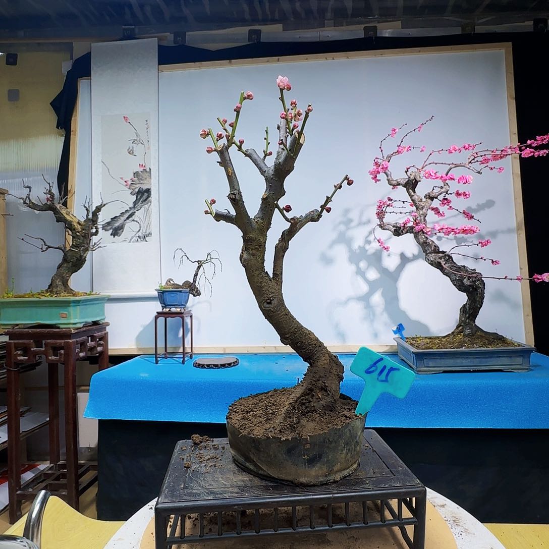 无铅玻璃彬*哥dv g h j m