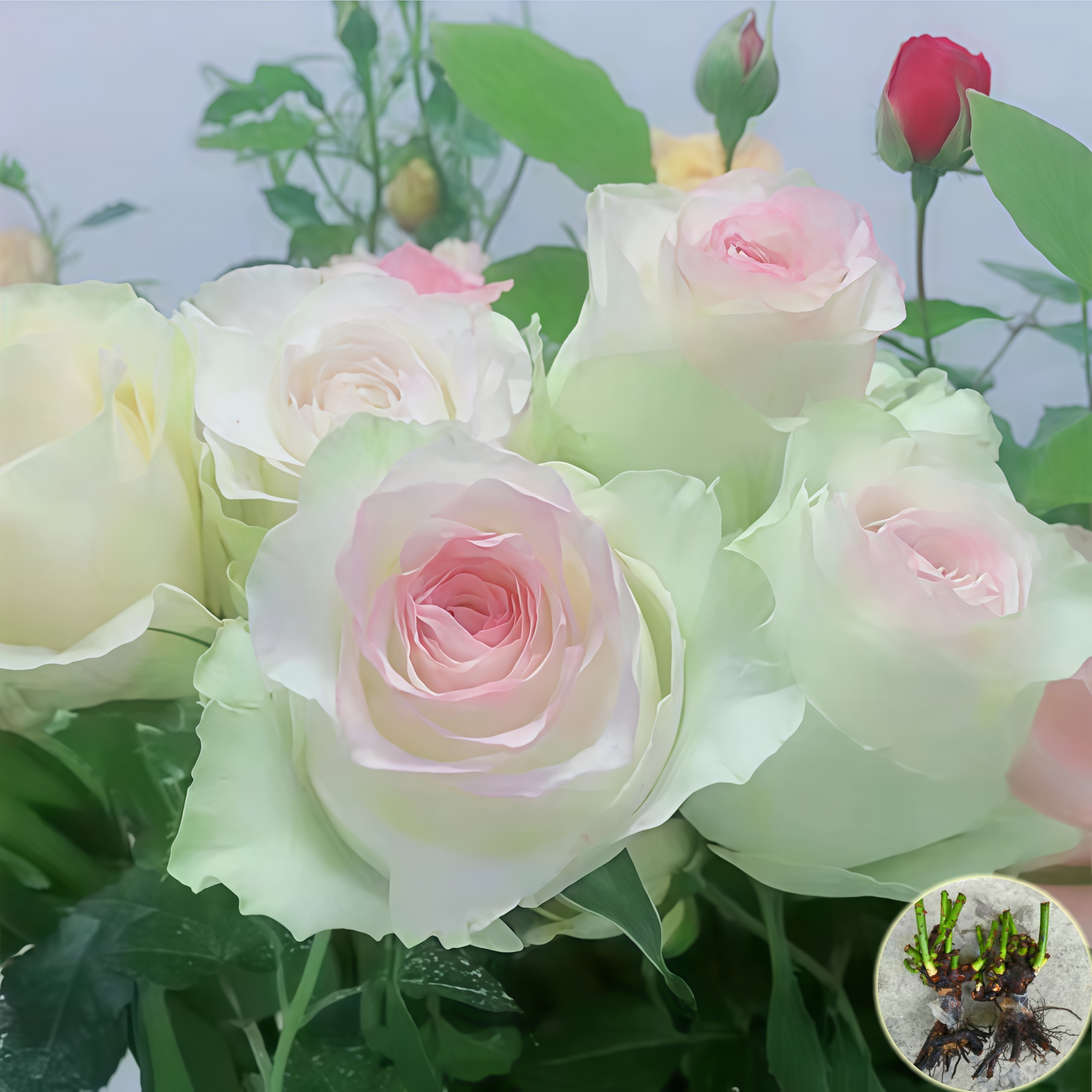 正宗【香水艾莎】玫瑰花浓香大花卉四季好养室内外种植老桩大苗盆栽