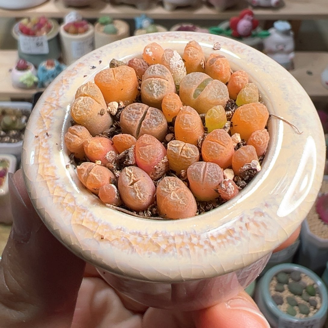 多肉植物116号风铃