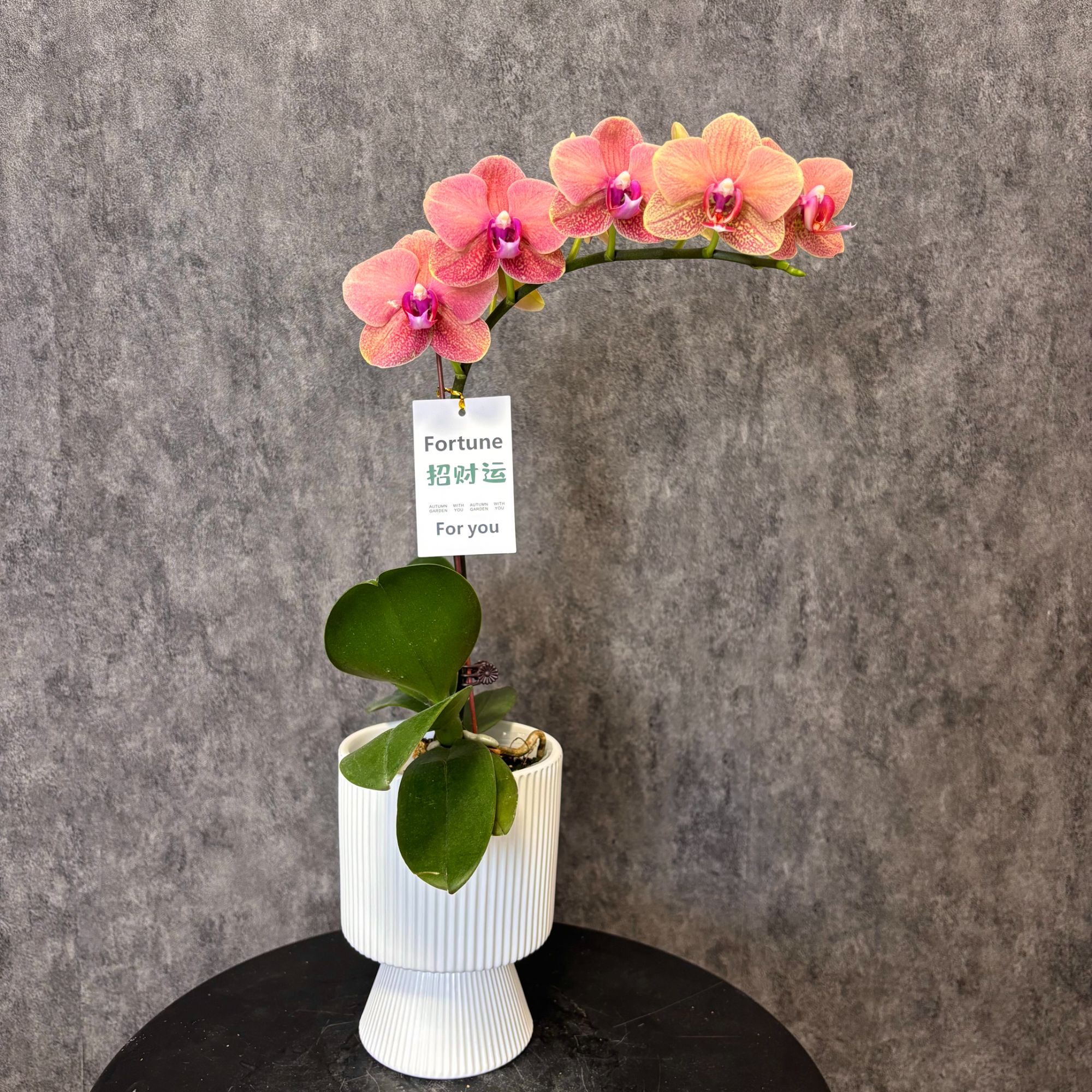 【金桔-蝴蝶兰】高端鲜花 好养花期长 送礼装饰 室内观赏花