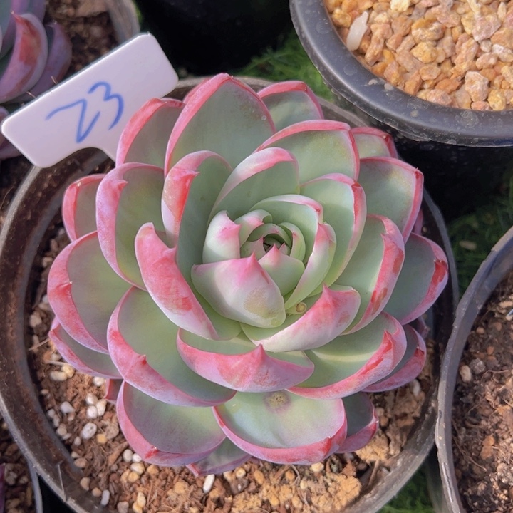 健健康康平平安安