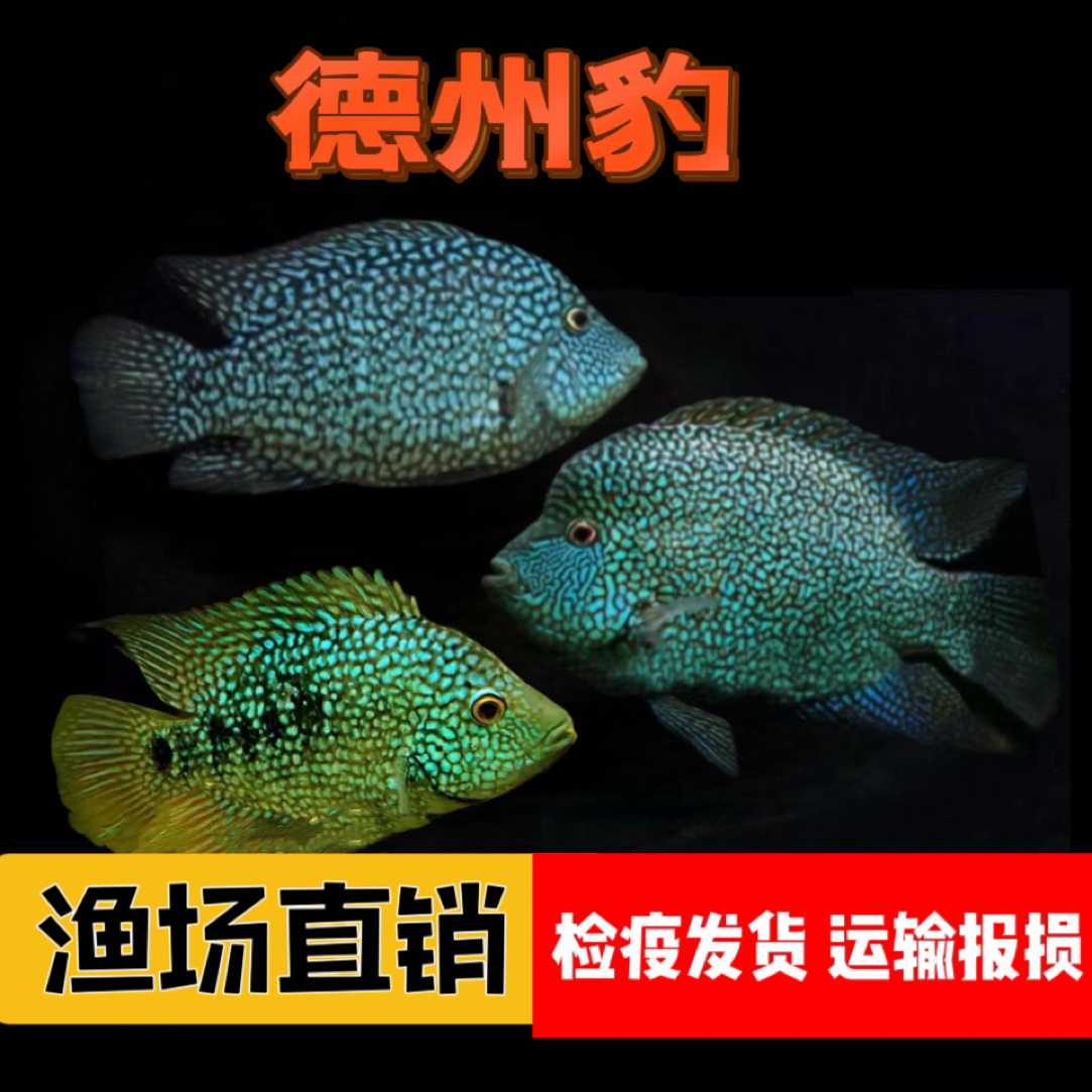 南美慈鲷鱼德州豹绿巨人鱼中大型热带淡水观赏鱼活体