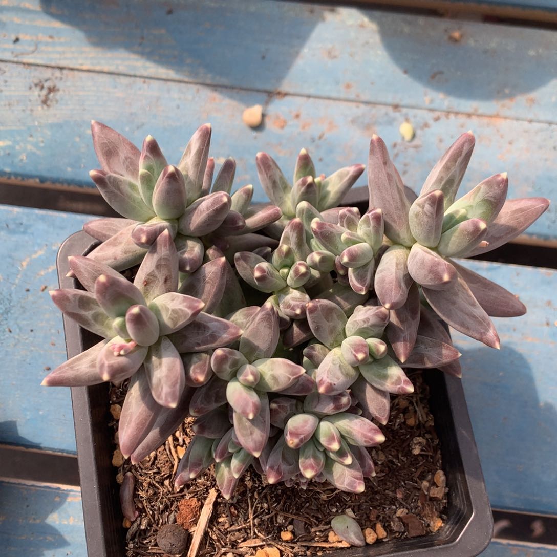 乌拉克拉无砍开播福利