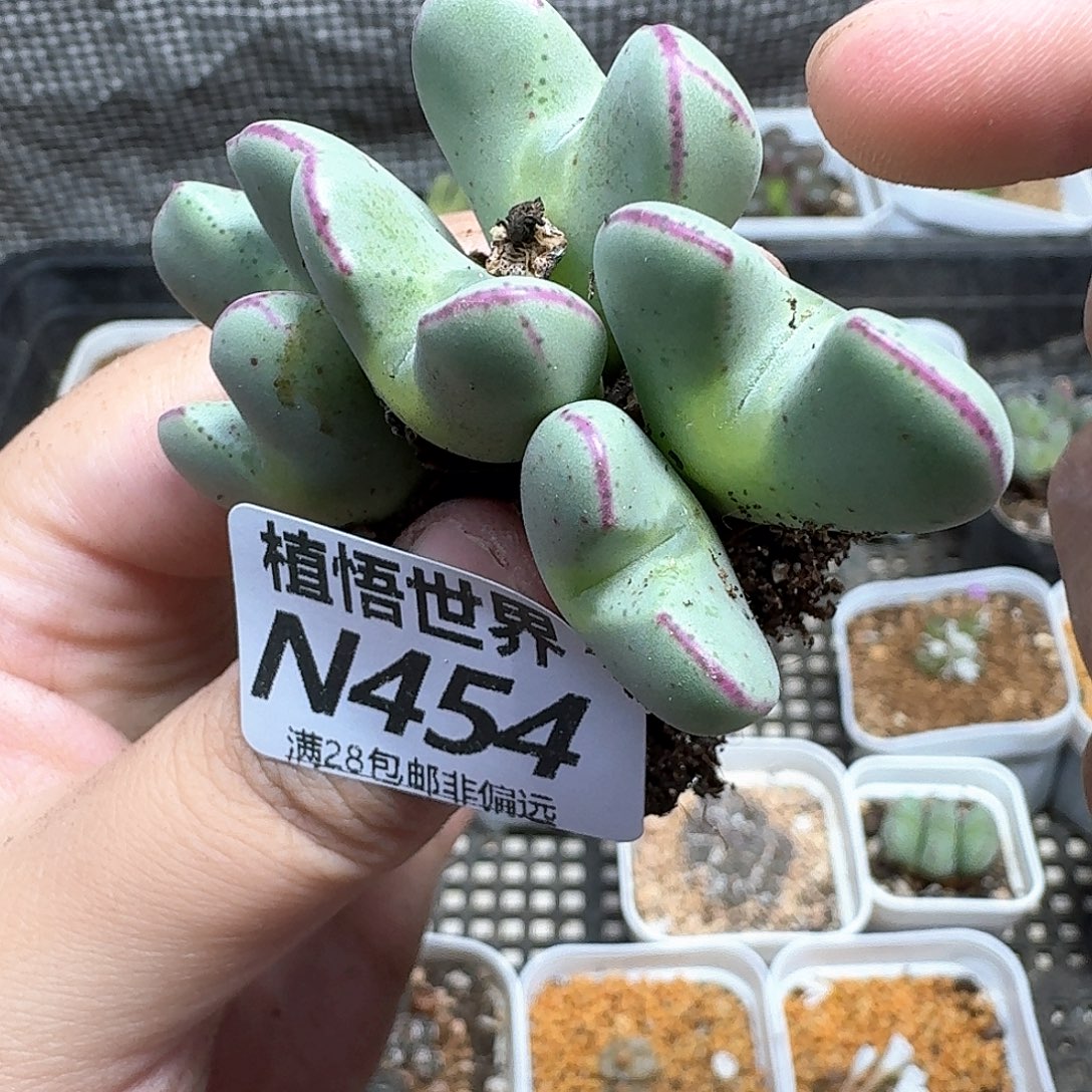 多肉植物的润泽需