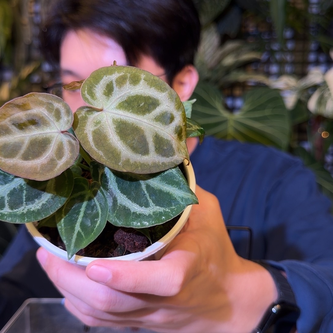 完全开放H155女团杂哪吒