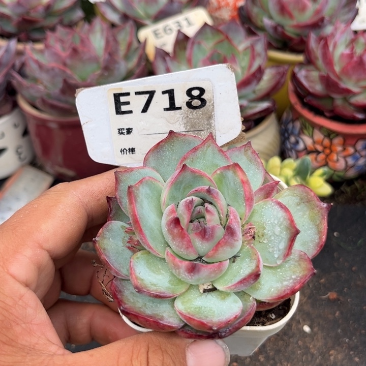 惊鸿一瞥多肉植物718