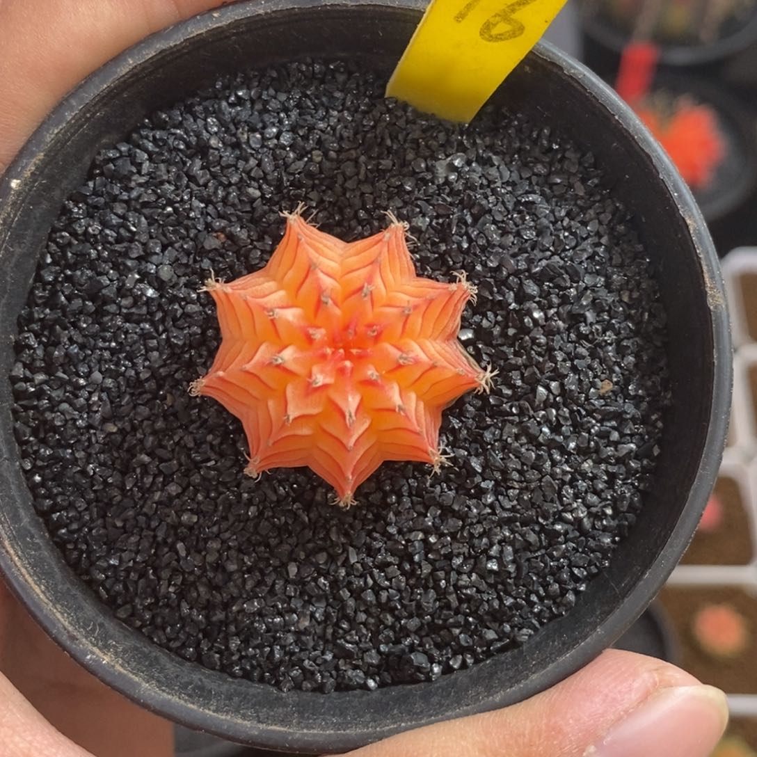 不***年精品米哈—脱土发货