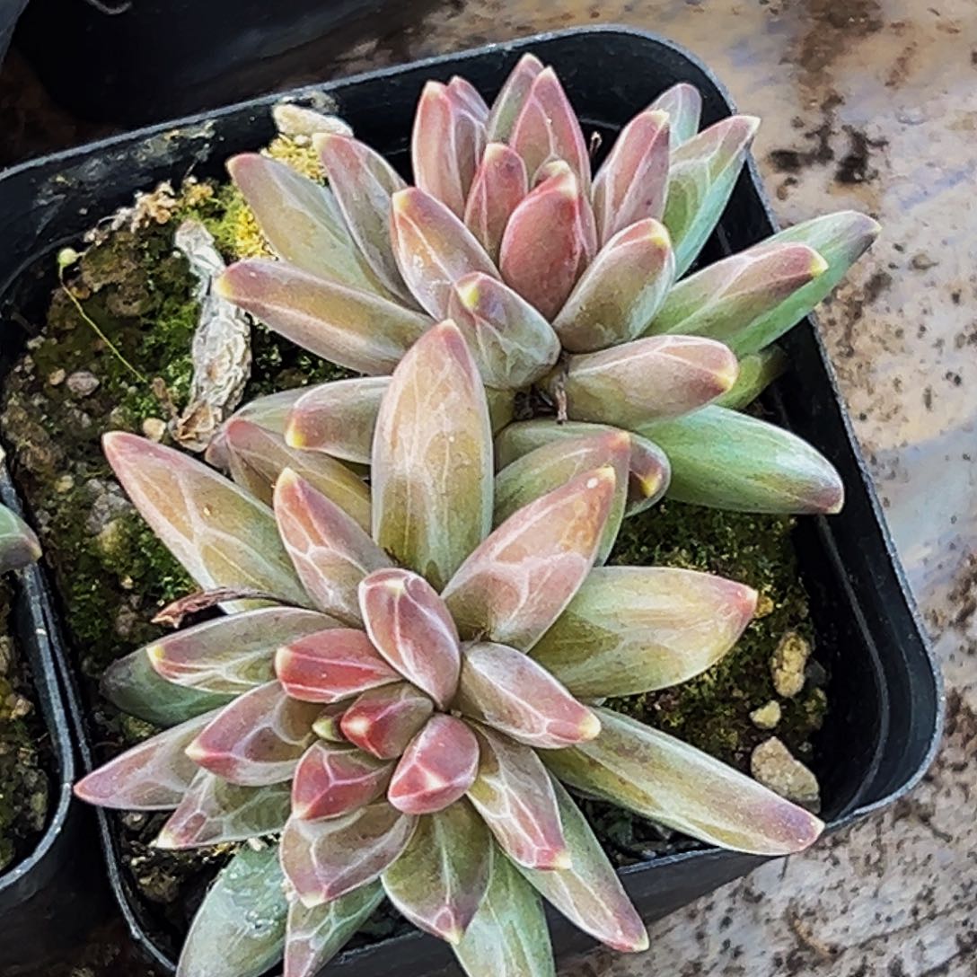 桔云多肉美人精品系列