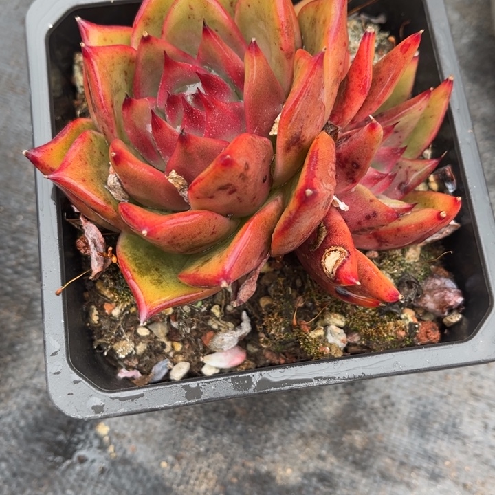 1597 0001多肉66666