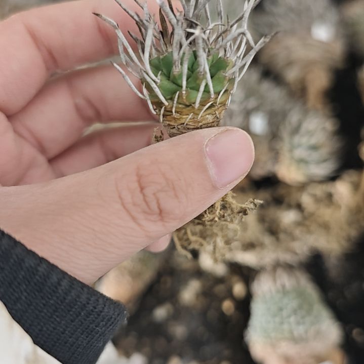 一物一拍，升龙丸2号