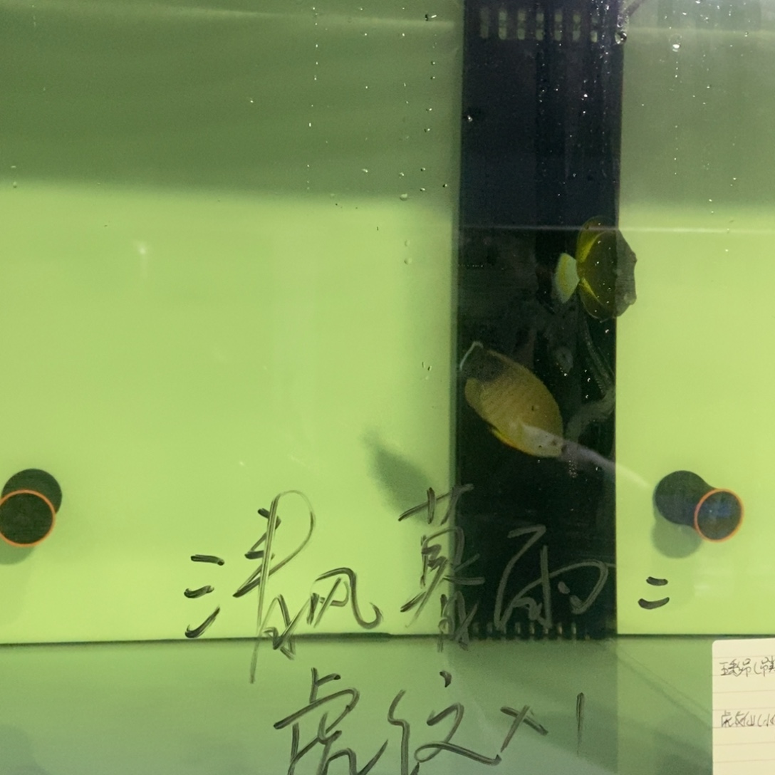 海水鱼清风暮雨：虎纹仙1