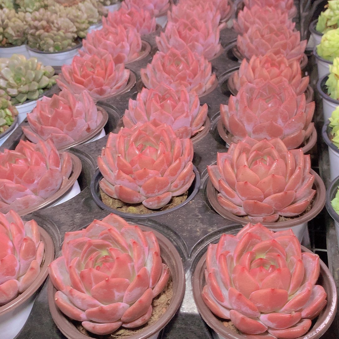 优选香槟35678990000