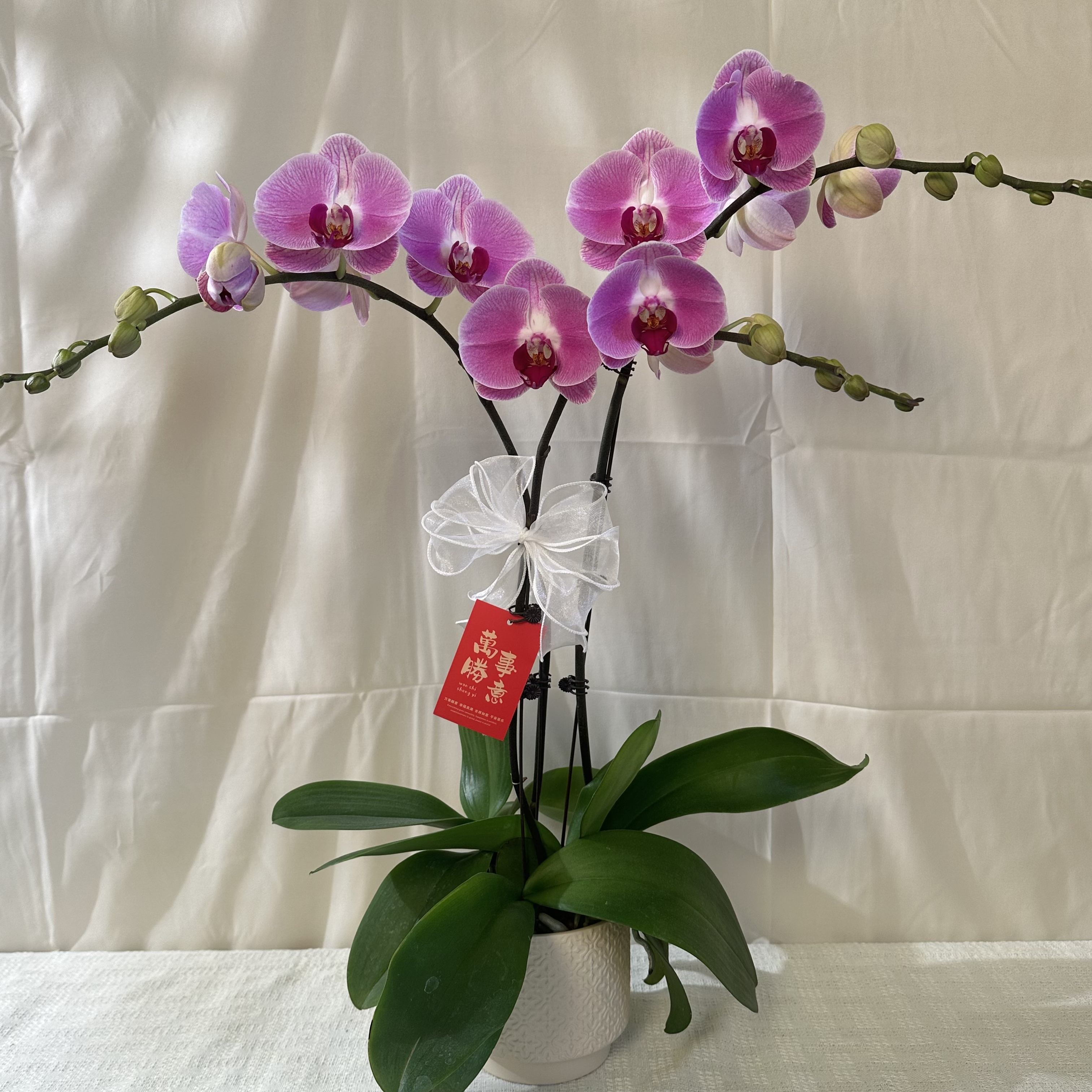 幸福花舍 蝴蝶兰【仙桃】欧洲进口花花 精美组盆 送人送礼