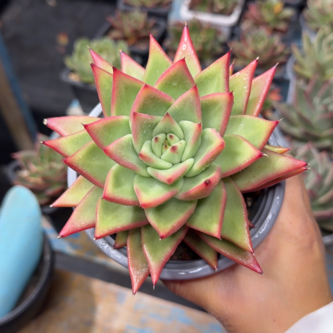 一物一拍，顺顺顺，17