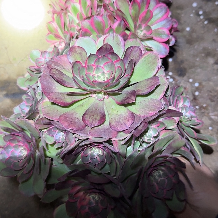 精品组合老桩亏本福利22