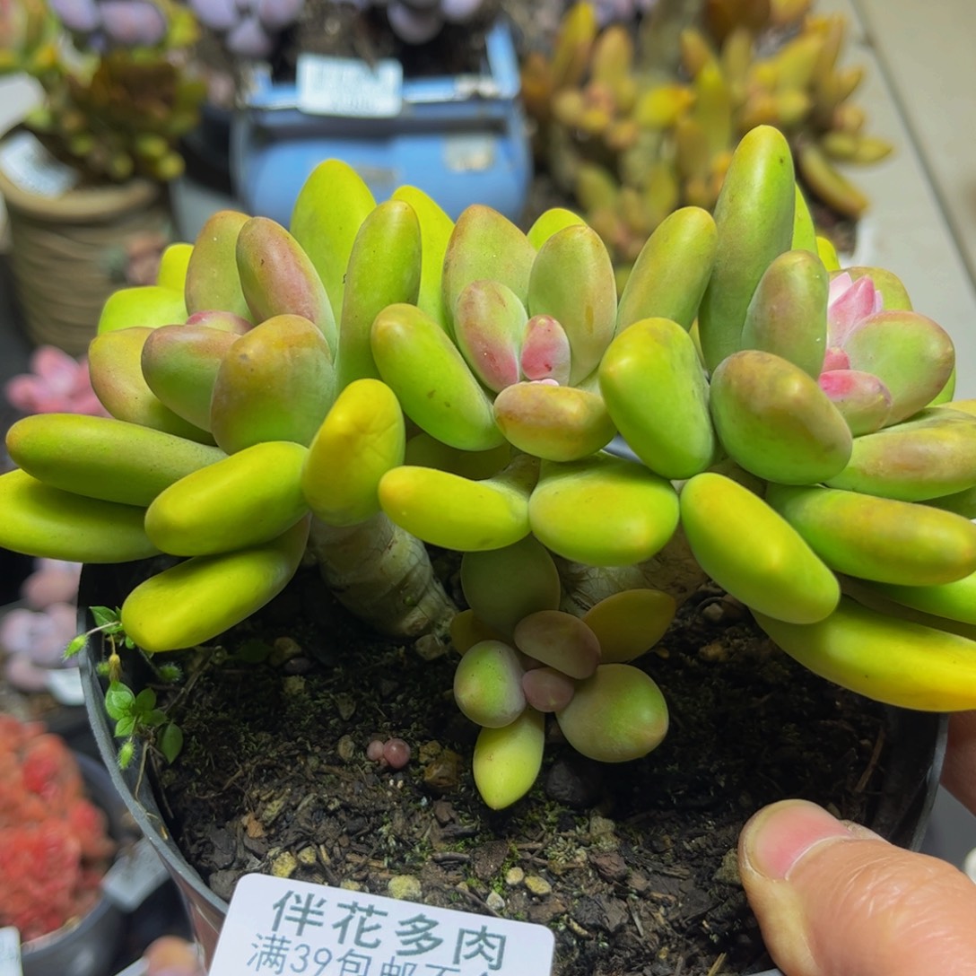 库***哇153芒果奶15厘米多肉