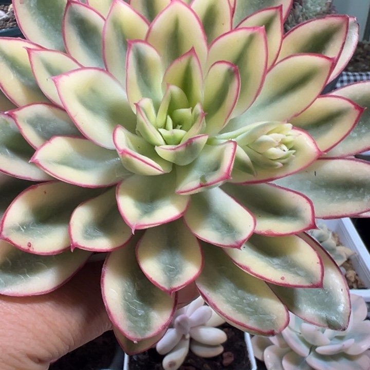 红花女王锦多肉植物量