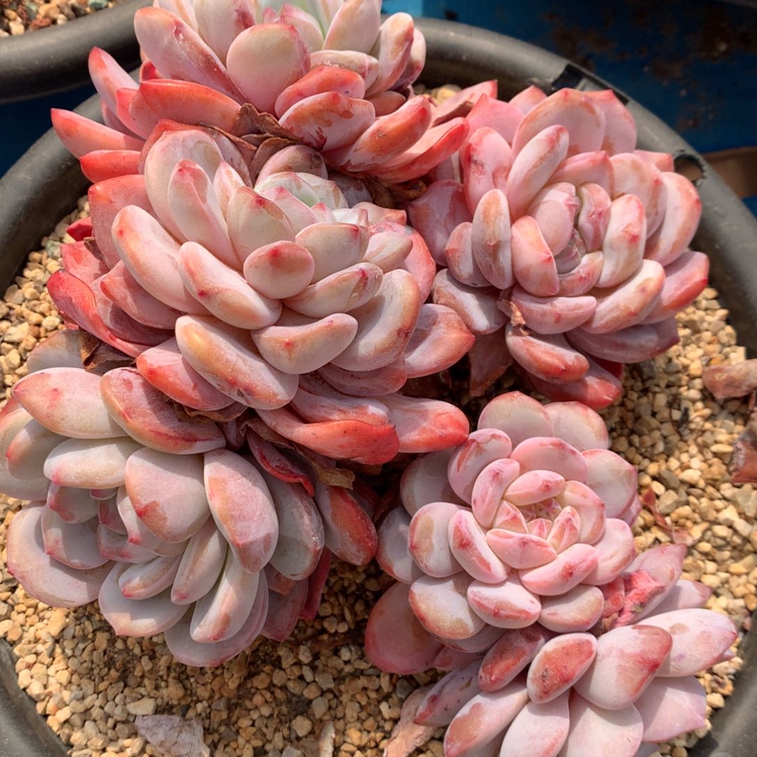 丰*橙梦露橙没错了梦露