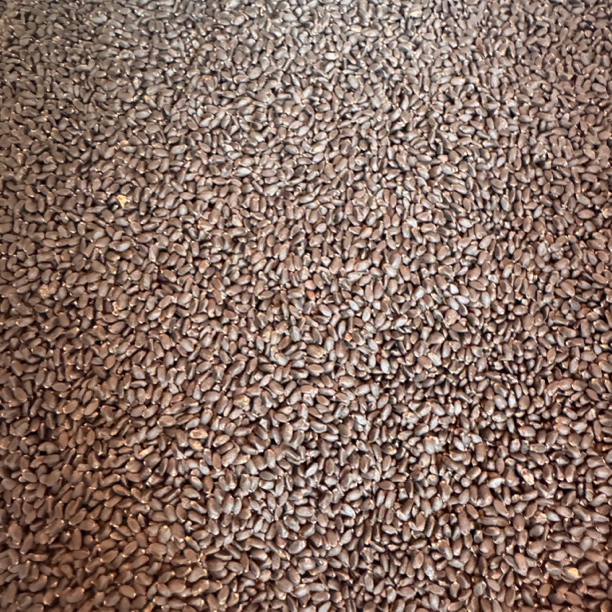 中缅农品   兰香子