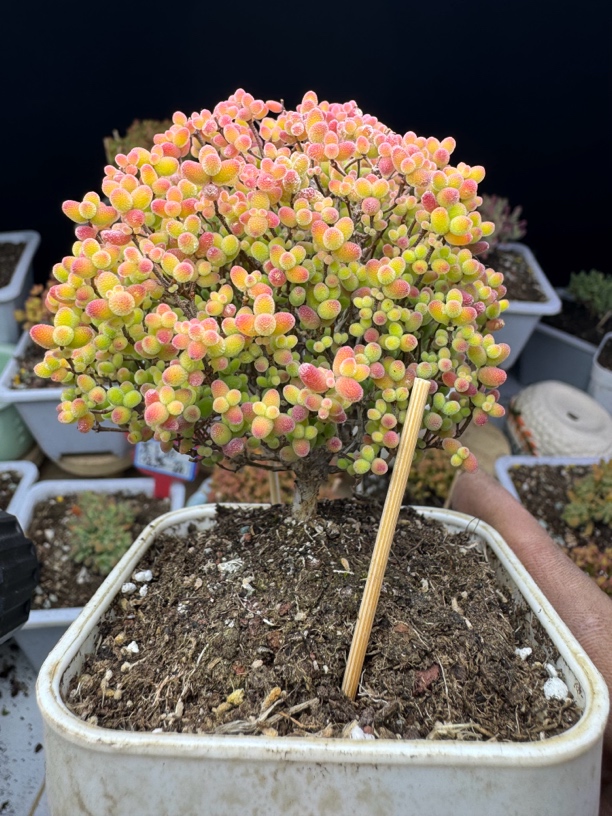 蜜橘糖球 一物一拍