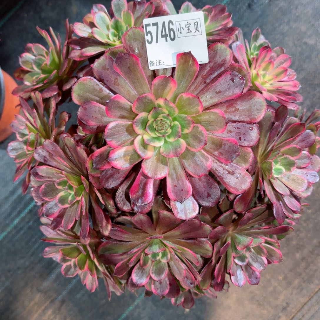 黑金刚多肉5746多肉