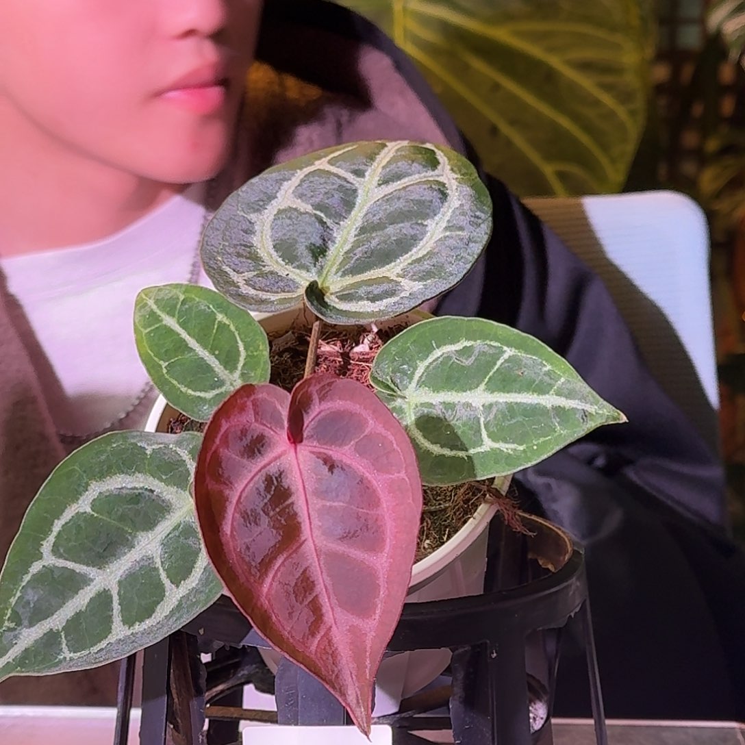 不开花植物G819紫桐杂米歇尔