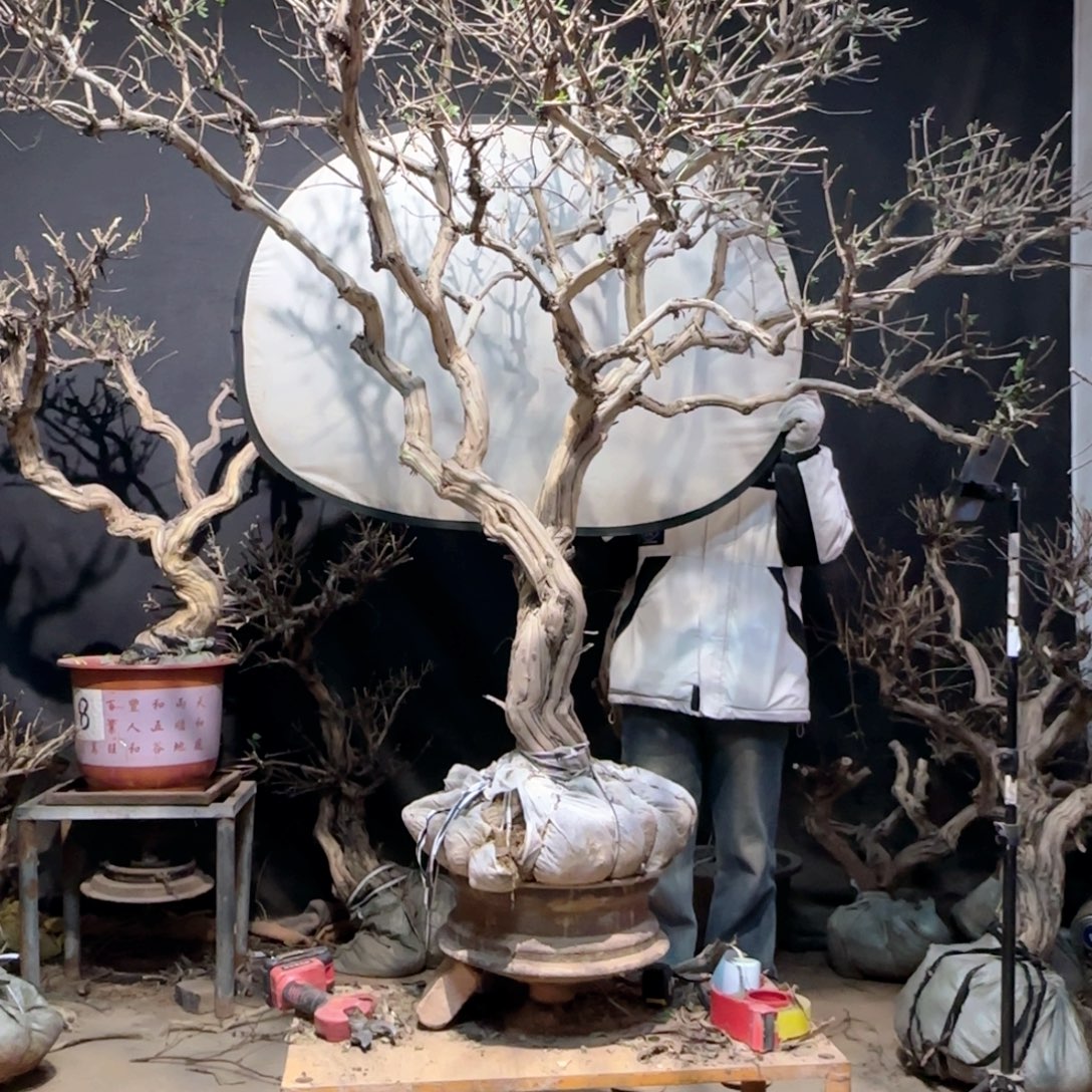 金银花金银花金银花