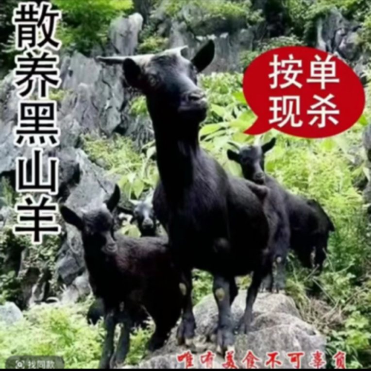 农家跑山羊黑羊肉 切块 3斤 半羊羊排羊腿 20%腿排