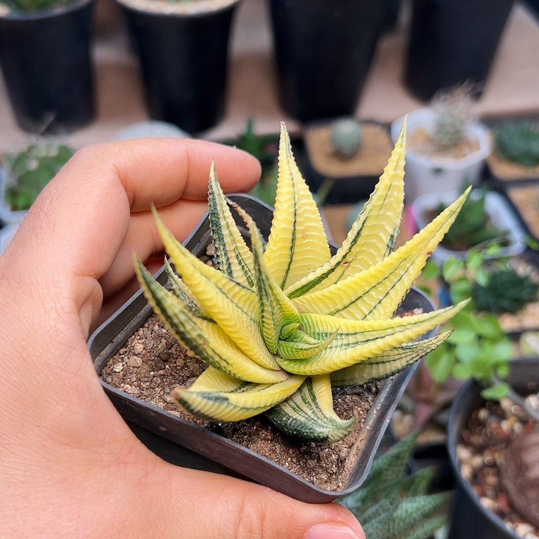 清货，琉璃殿锦实生一颗