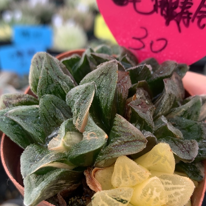 毛蟹寿锦一物一拍