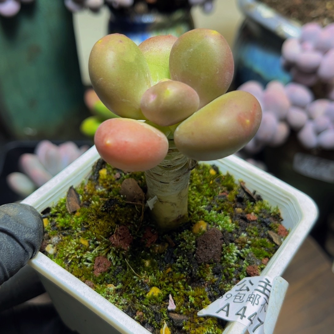 784芒果奶5厘米多肉