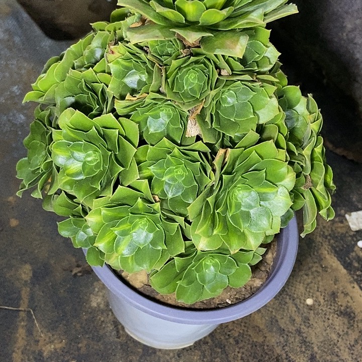 绿玫瑰多肉641多肉不包断