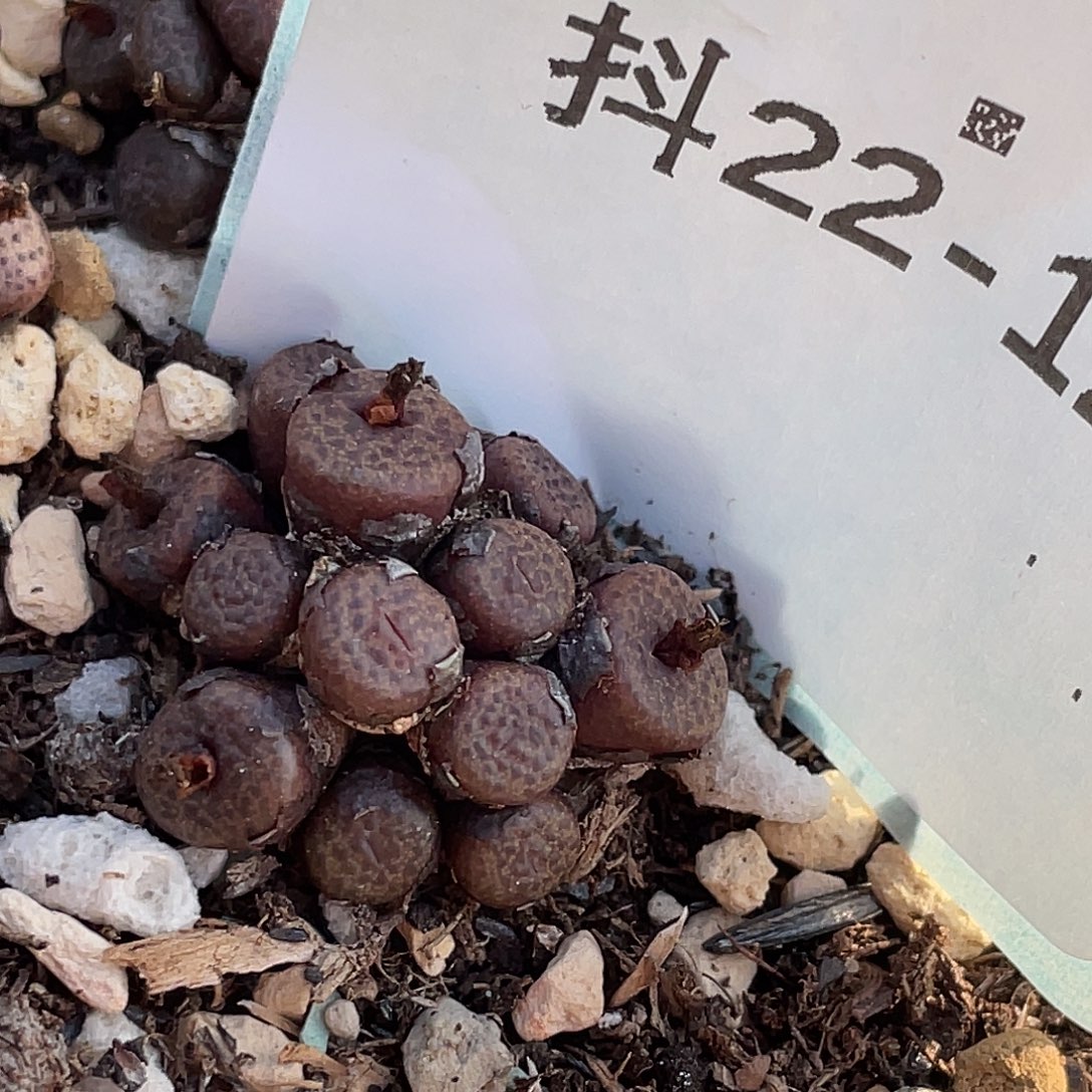 22-127猪皮多肉植物