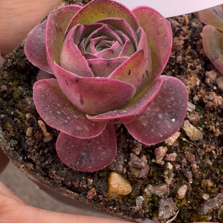 朱011 绝色一号。 