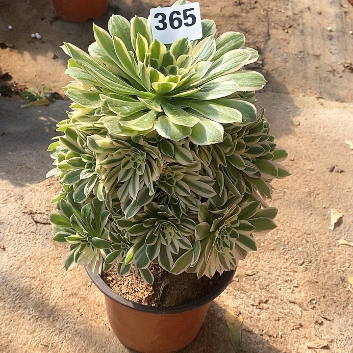 法师植物12345678