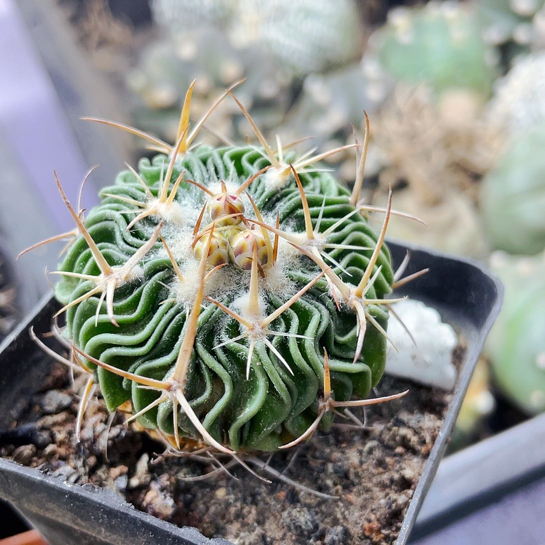 非偏远地区满25包邮仙人球