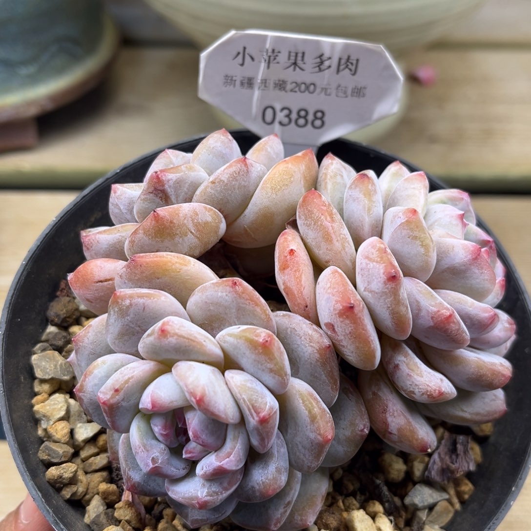 绿底紫心388/10cm3头有砍