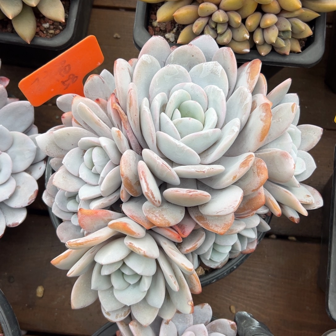 雪莲默认有砍111111