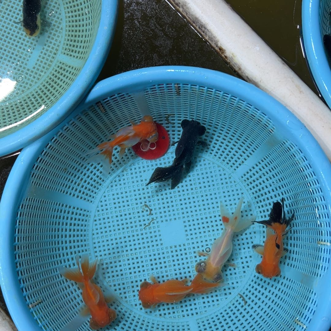 大***汗金鱼88号。6条龙狮